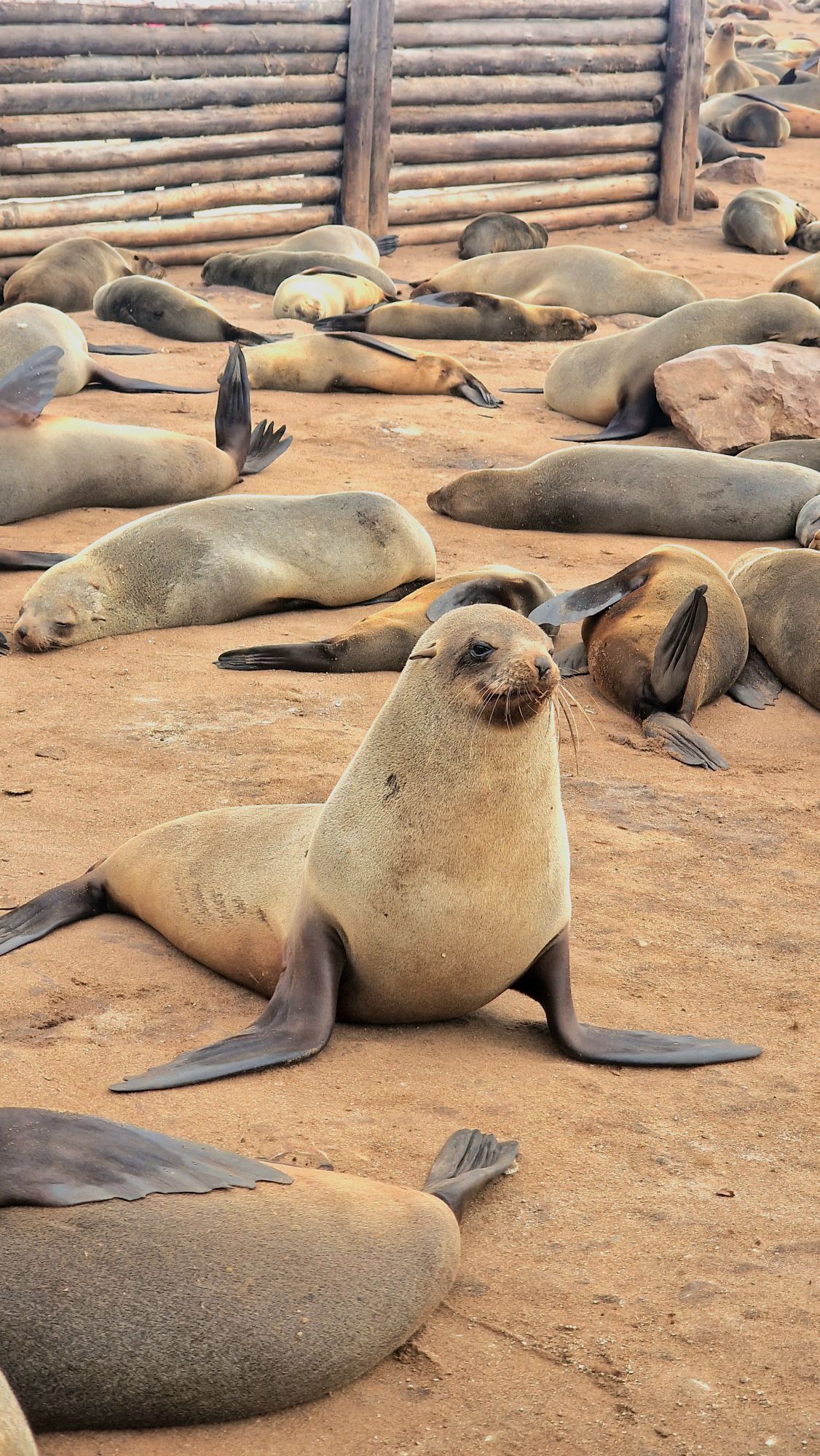 Le foche di Cape cross Le foche di Cape cross