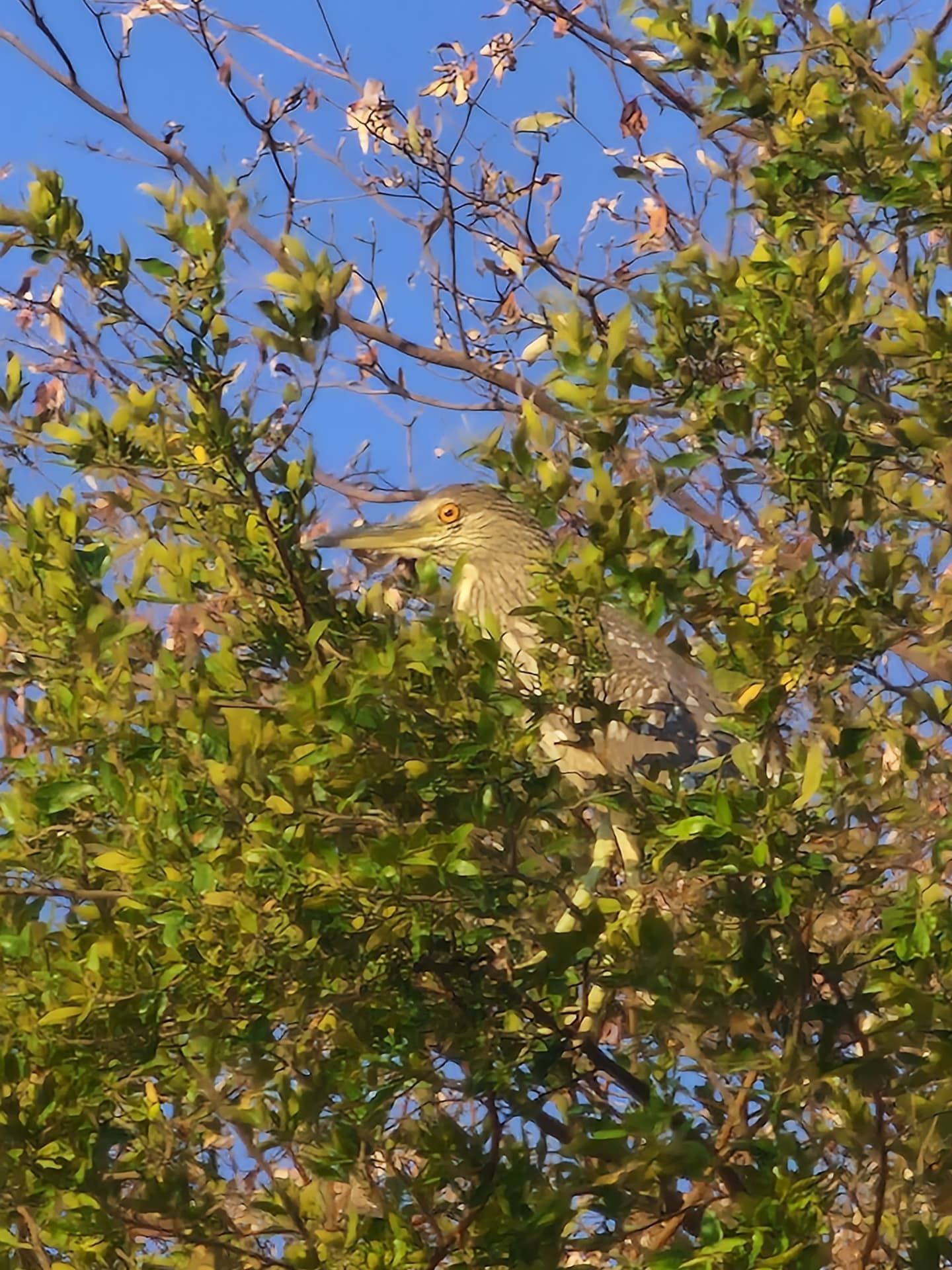 N’kwazi lodge: Nope!